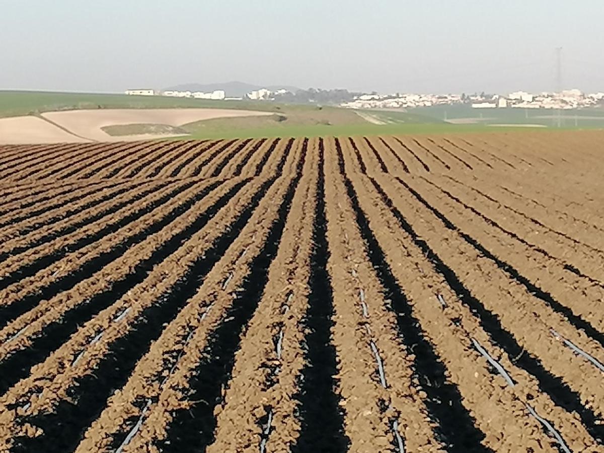 Cortijo Las Manoteras El Puerto de Santa María Zewnętrze zdjęcie