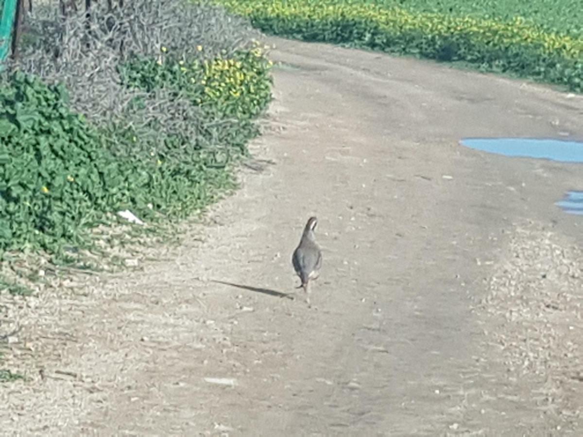 Cortijo Las Manoteras El Puerto de Santa María Zewnętrze zdjęcie